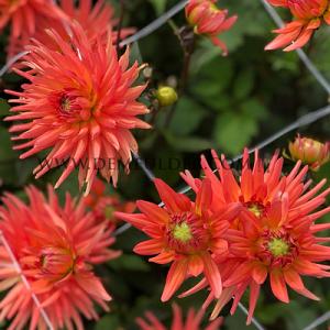 Dahlia Park Record (x 35)