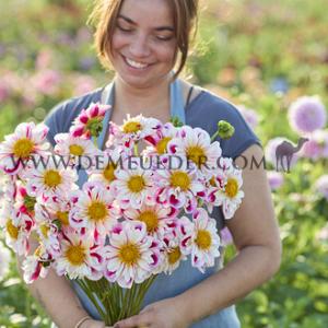 Dahlia Bumble Rumble (x 35)