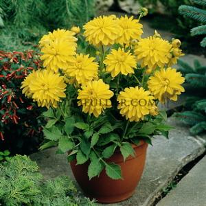 Dahlia Melody Latin (x 35)