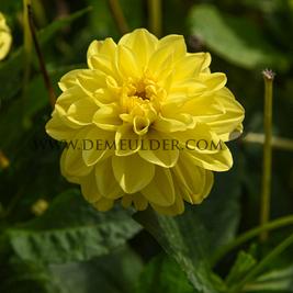 Dahlia Sisa (x 35)