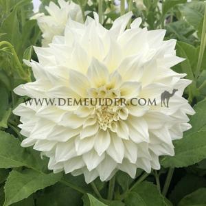 Dahlia Café au Lait Supreme® (x 35)