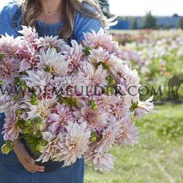 Dahlia Café au Lait Twist (x 35)