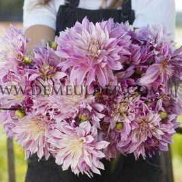 Dahlia Labyrinth Twotone (x 35)