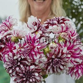 Dahlia Radegast (x 35)