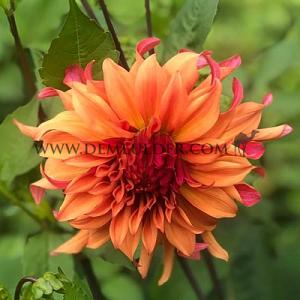 Dahlia Erpeler Ley (x 35)