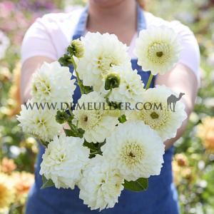 Dahlia Bahia Blanca (x 35)