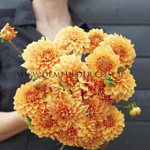 Dahlia Bizon Bronze (x 35)