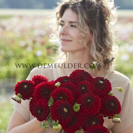 Dahlia Bizon Red (x 35)