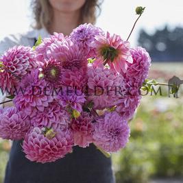 Dahlia Caravaggio (x 35)