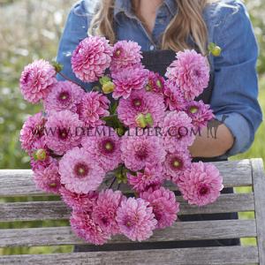 Dahlia Chicago (x 35)