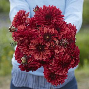 Dahlia Danique (x 35)