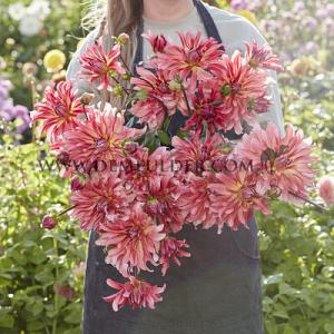 Dahlia Dutch Delight (x 35)