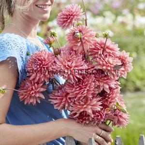 Dahlia Dutch Pearl (x 35)