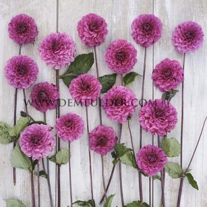 Dahlia Laughing Lizza (x 35)