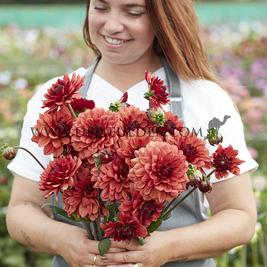 Dahlia Missis Miley (x 35)