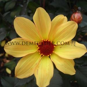 Dahlia Bishop Of York (x 35)