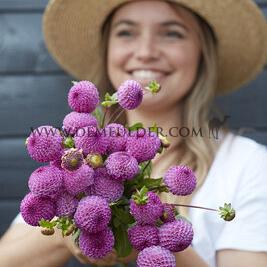 Dahlia Frank Holmes (x 35)