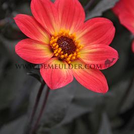 Dahlia HS Flame (x 35)