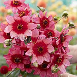 Dahlia Lou Farman (x 35)