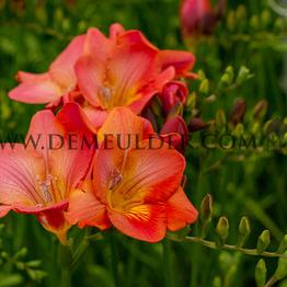 Freesia Singel Red (x 250)