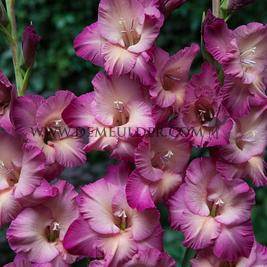 Gladiolus Alfafa (x 250)