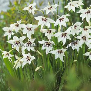 Gladiolus Murielae (x 250)