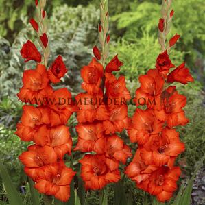 Gladiolus Chinon (x 250)