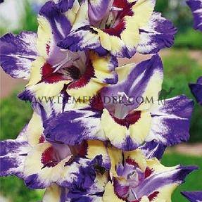Gladiolus Circus Club (x 250)