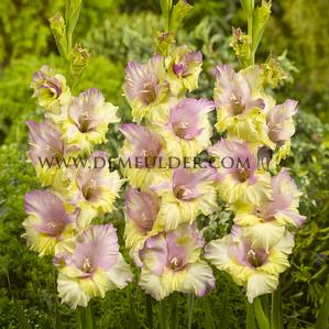Gladiolus Mon Amour (x 250)