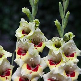 Gladiolus Perry (x 250)