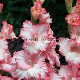 Gladiolus Priscilla (x 250)