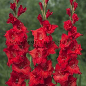 Gladiolus Traderhorn (x 250)