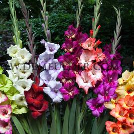 Gladiolus Butterfly Mixed (x 250)