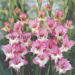 Gladiolus Maggie (x 250)