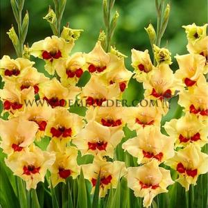 Gladiolus Silvia (x 250)