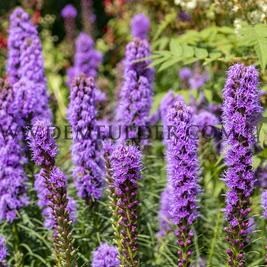 Liatris Spicata (x 250)