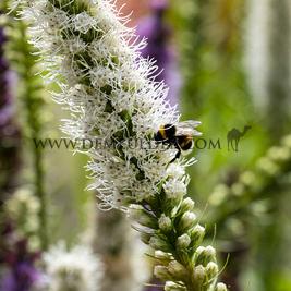 Liatris Spicata Alba (x 250)