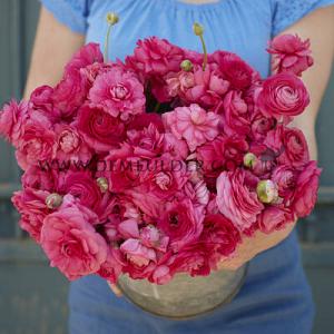 Ranunculus Amandine Bonbon (x 250)