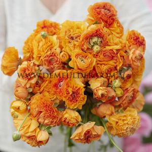 Ranunculus Amandine Orange Picotee (x 250)