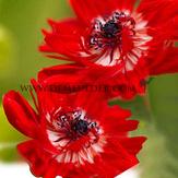 Anemone Governor 7/8 (x 250)