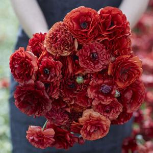 Ranunculus Amandine Chocolate 3/5 (250)