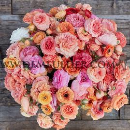 Ranunculus Pauline Champagne  3/5 (250)