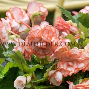 Begonia Marmorata 5/6 (x 250)