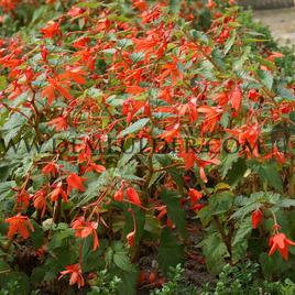 Begonia Bertini Boliviensis 18/20 (x 100)