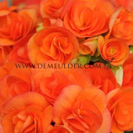 Begonia Non-Stop Orange 4/5 (x 250)