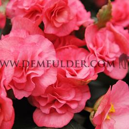 Begonia Non-Stop Pink 4/5 (x 250)