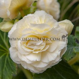 Begonia Non-Stop White 4/5 (x 250)