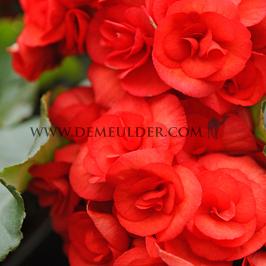 Begonia Non-Stop Red 4/5 (x 250)