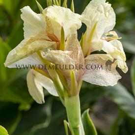 Canna Fantasy, green leaves (x 10)