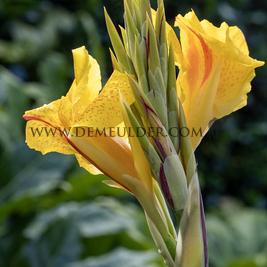 Canna Lucifer, green leaves (x 10)
